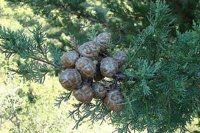 cedar of Goa