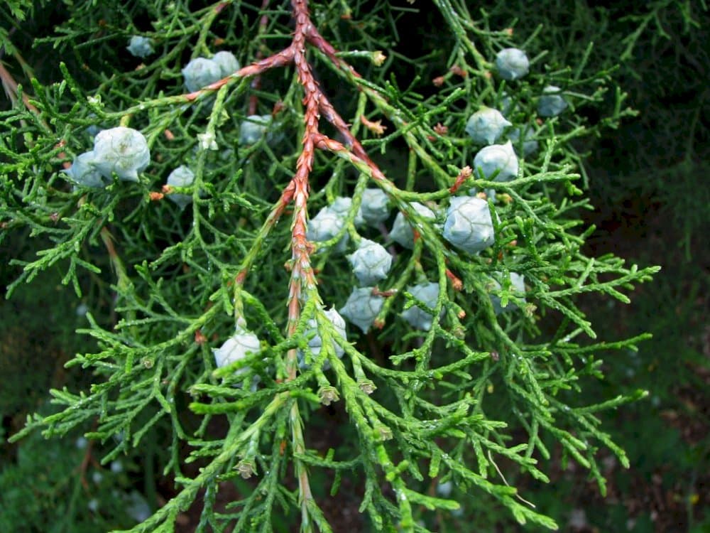 cedar of Goa