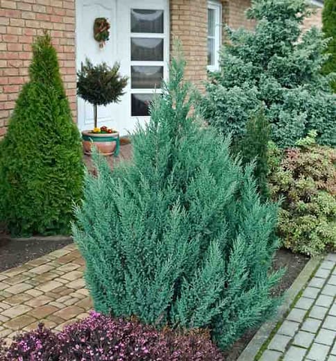 Chinese juniper 'Kaizuka'