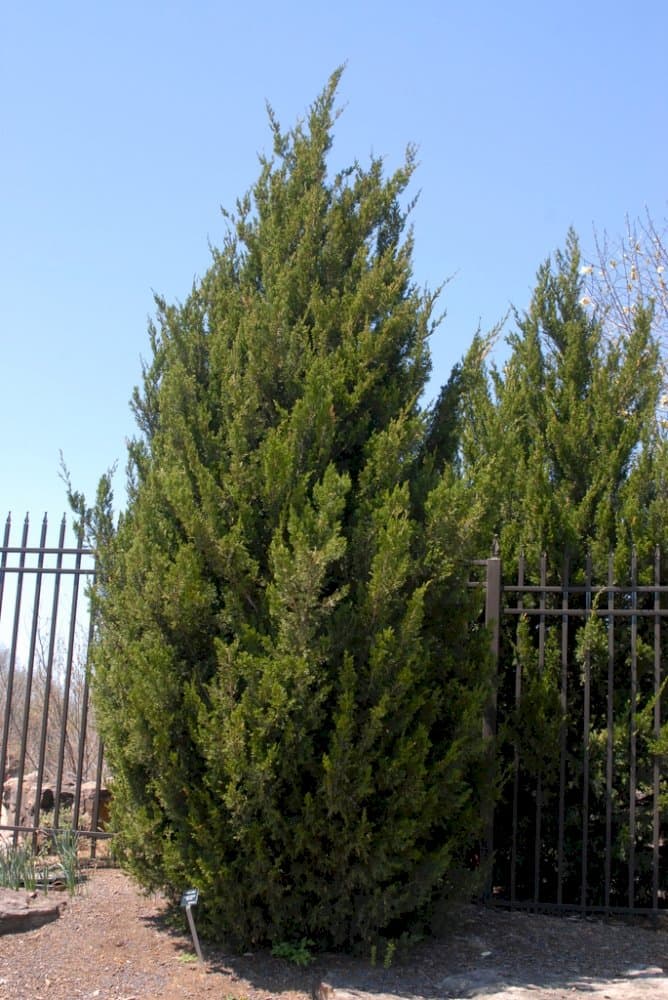 Chinese juniper 'Blue Alps'