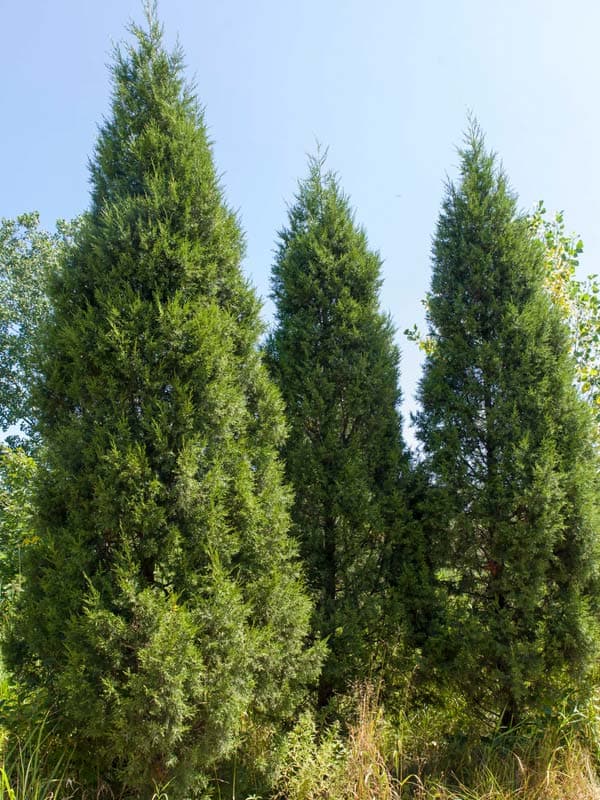 Chinese juniper 'Blue Alps'