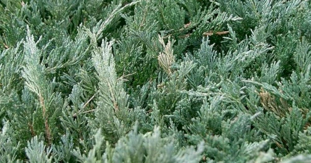 Chinese juniper 'Blue Alps'