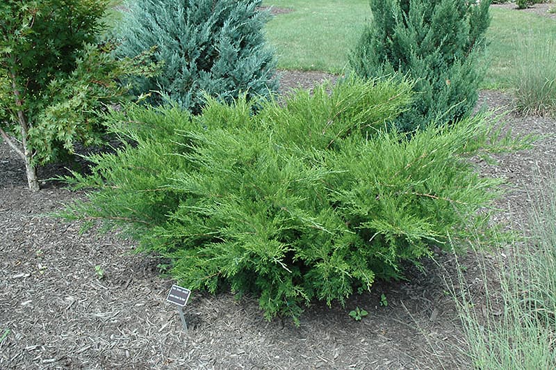 Chinese juniper 'Blue Alps'