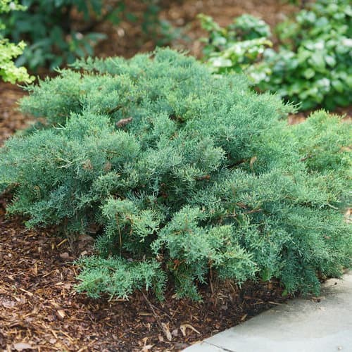 Chinese juniper 'Plumosa Aurea'