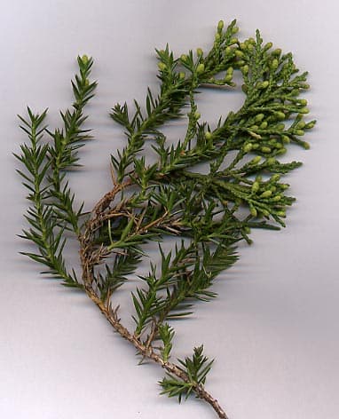 Chinese juniper 'Blaauw'