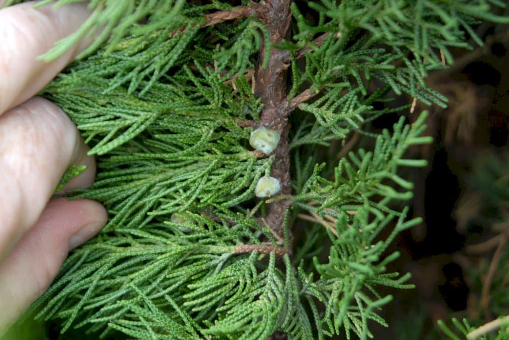 Chinese juniper