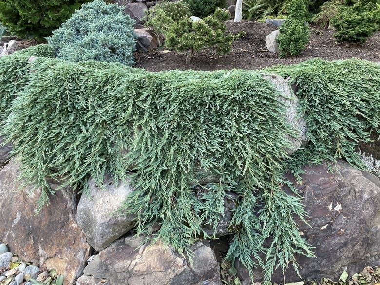 creeping juniper 'Wiltonii'