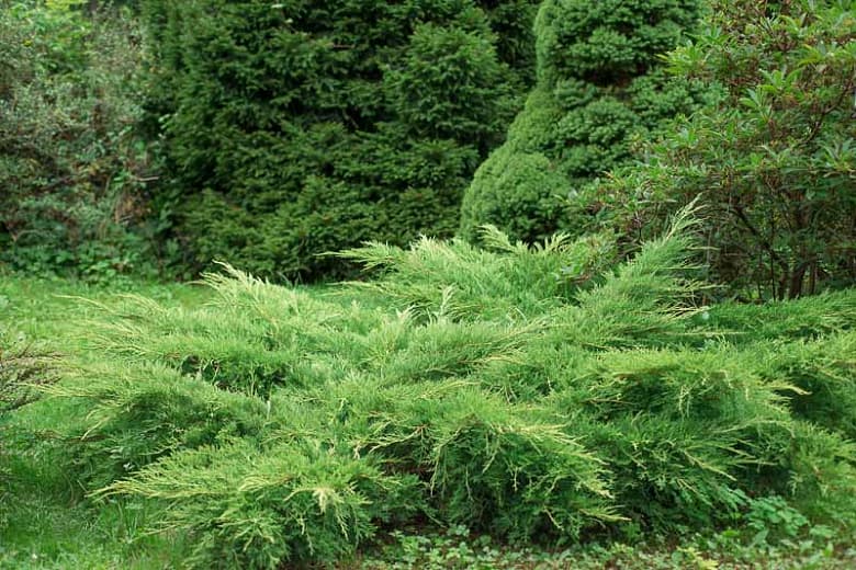 creeping juniper 'Wiltonii'