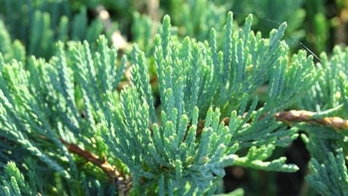 creeping juniper 'Wiltonii'