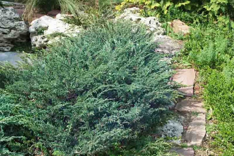 creeping juniper 'Wiltonii'