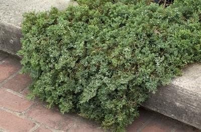 creeping juniper 'Wiltonii'