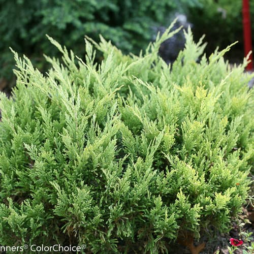 creeping juniper 'Wiltonii'