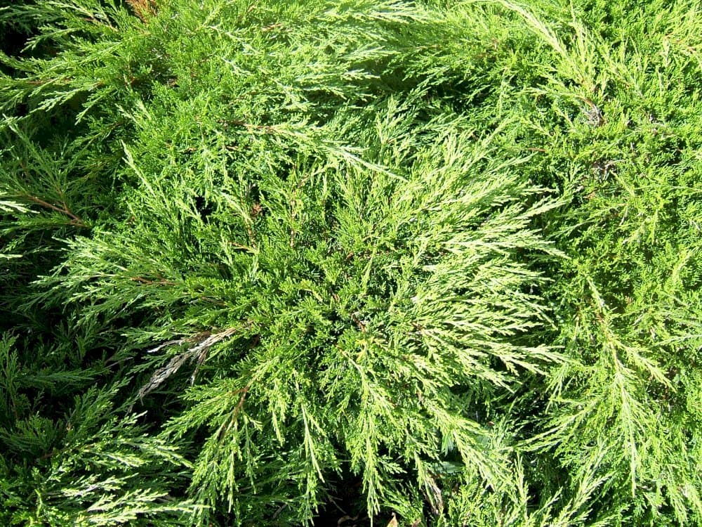 tamarisk-leaved savin