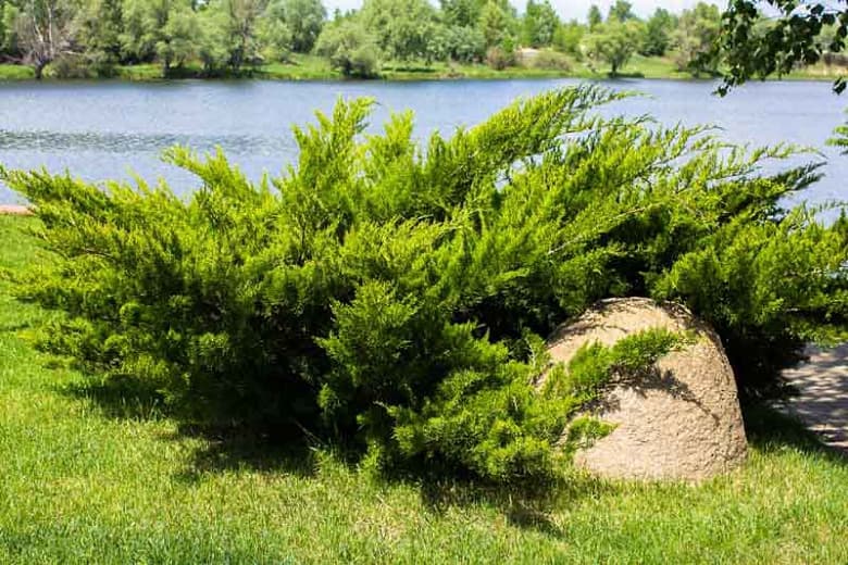 tamarisk-leaved savin