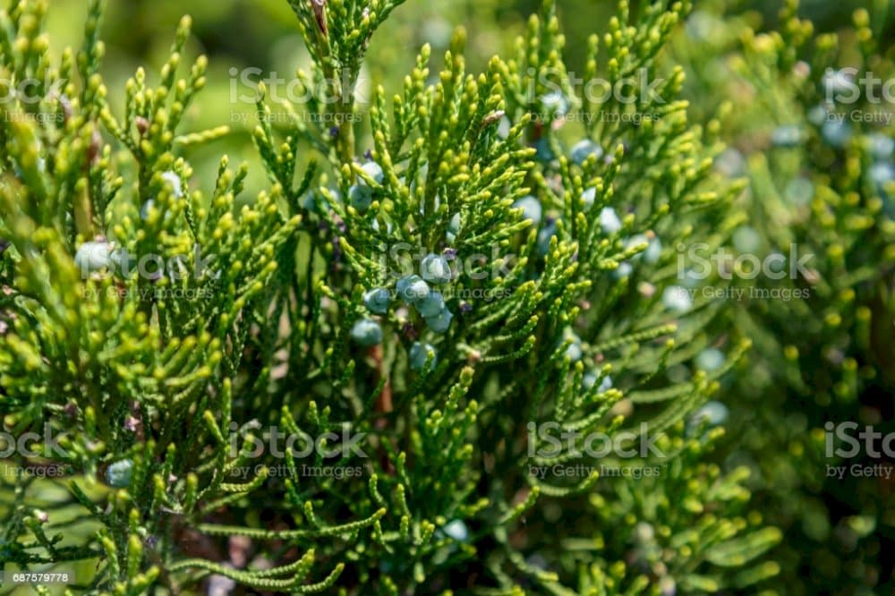 tamarisk-leaved savin