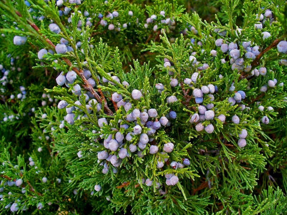 tamarisk-leaved savin