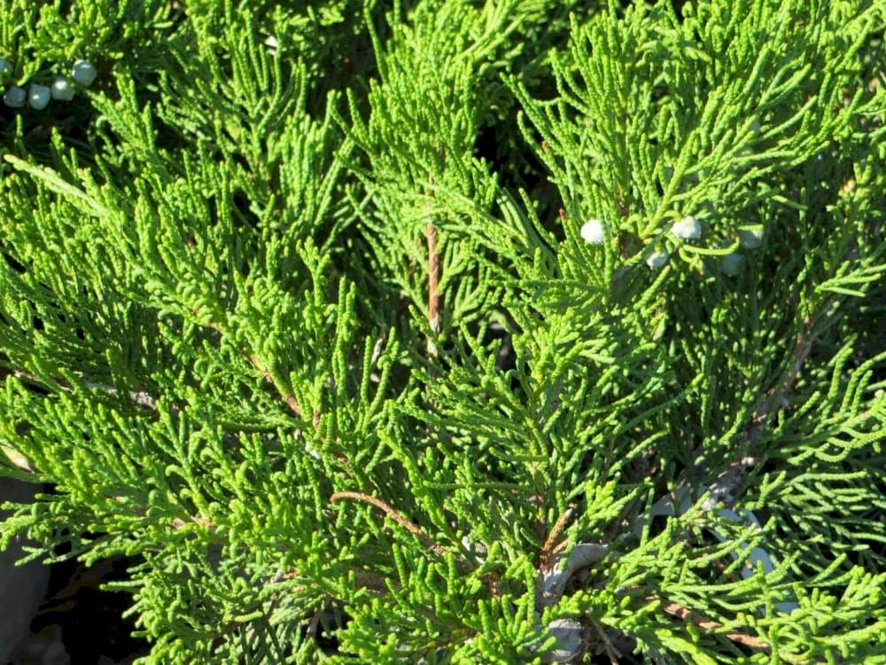 tamarisk-leaved savin