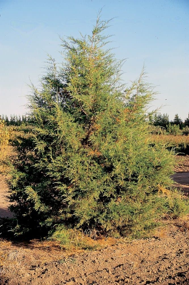 Rocky Mountain juniper 'Skyrocket'