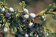 Rocky Mountain juniper 'Skyrocket'