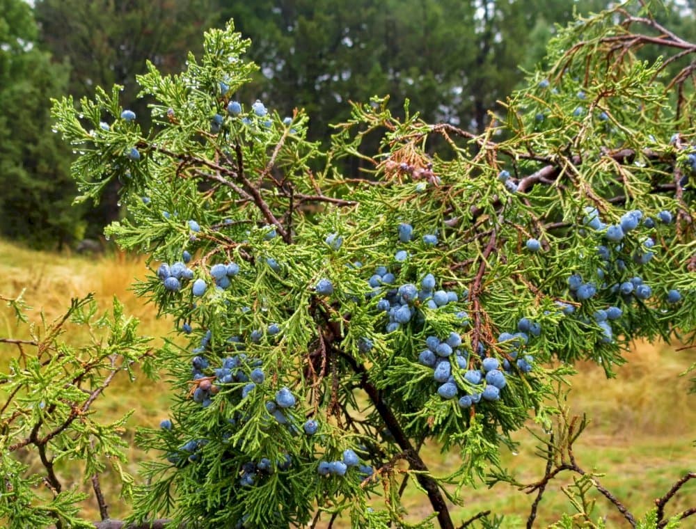 Rocky Mountain juniper 'Skyrocket'