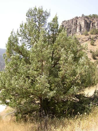 Rocky Mountain juniper 'Skyrocket'