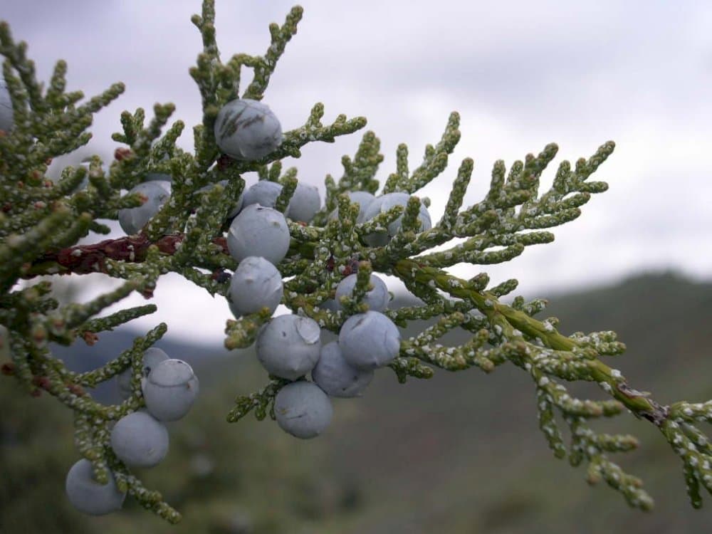 Rocky Mountain juniper 'Blue Arrow'