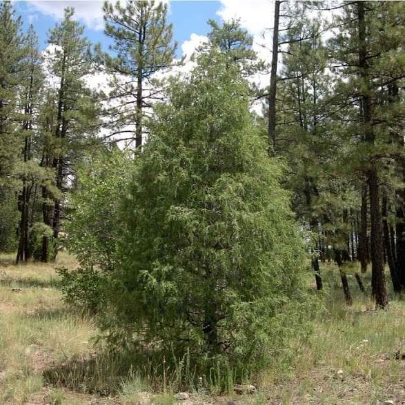 Rocky Mountain juniper 'Blue Arrow'