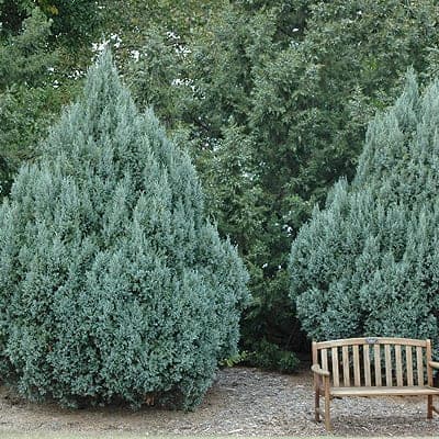 Rocky Mountain juniper 'Blue Arrow'