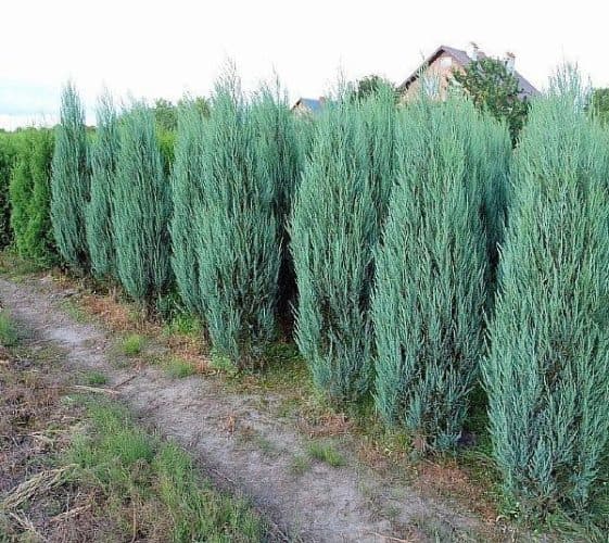 Rocky Mountain juniper 'Blue Arrow'