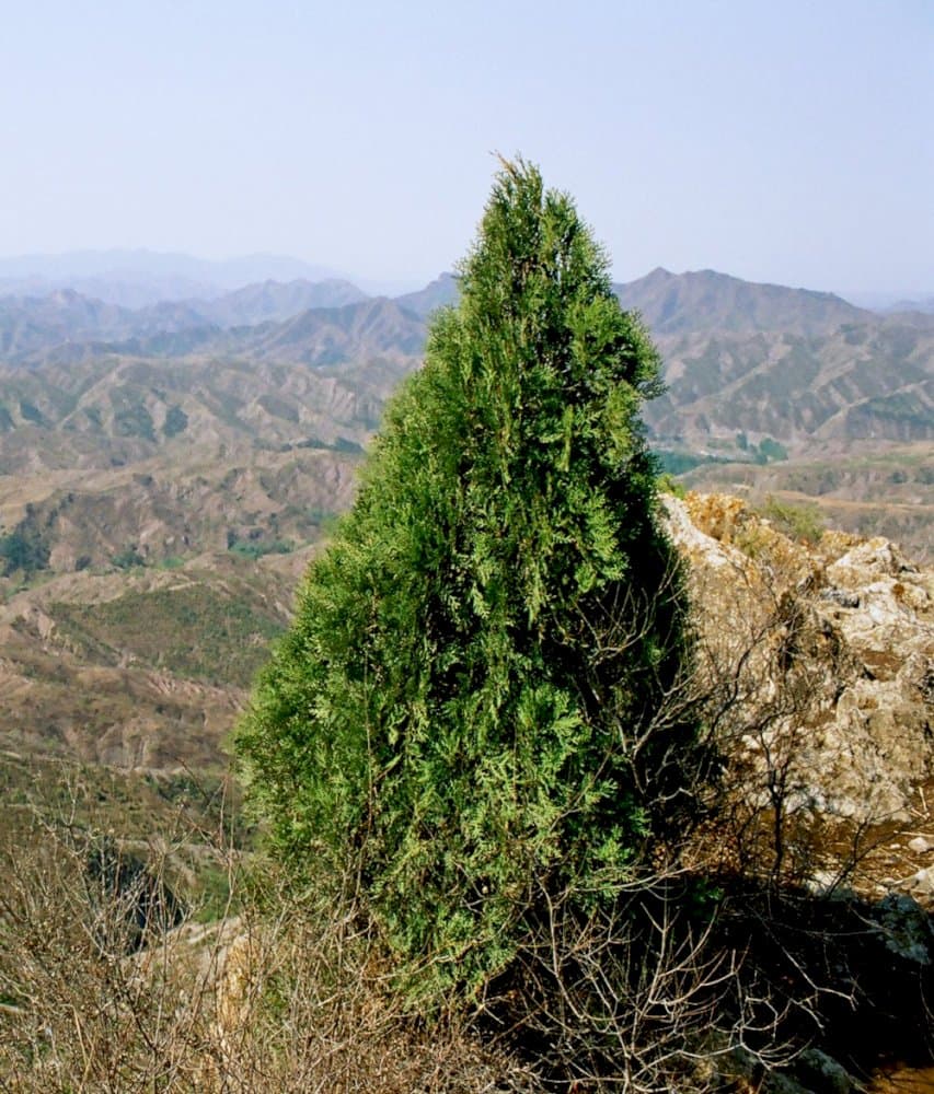 oriental thuja 'Elegantissima'