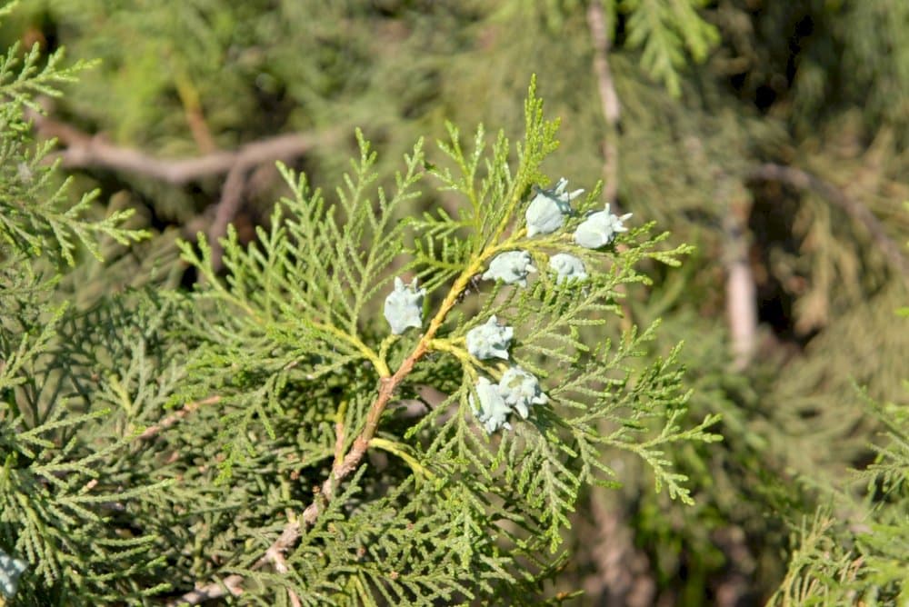 oriental thuja 'Elegantissima'