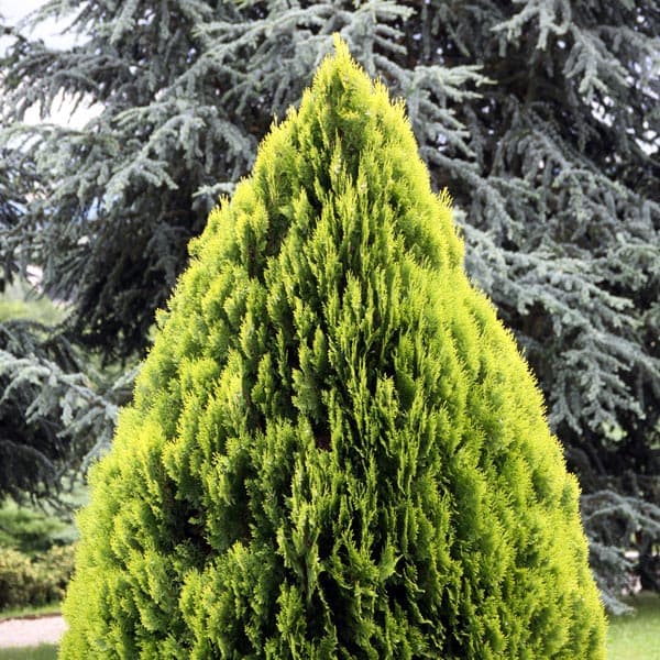 oriental thuja 'Elegantissima'