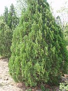 oriental thuja 'Elegantissima'