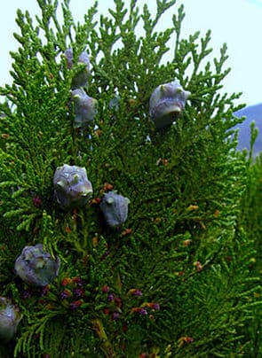 oriental thuja 'Elegantissima'