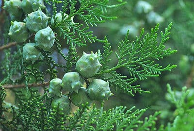 oriental thuja 'Elegantissima'