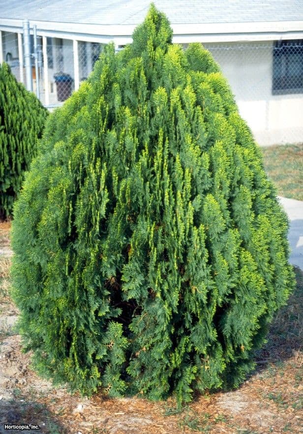 oriental thuja 'Elegantissima'