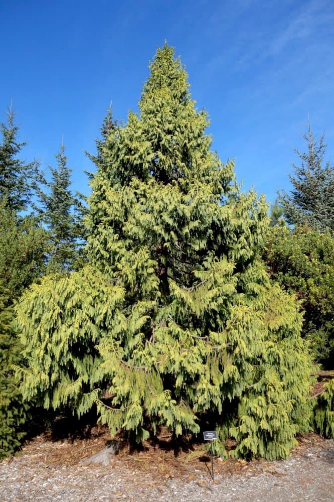 Chinese coffin tree