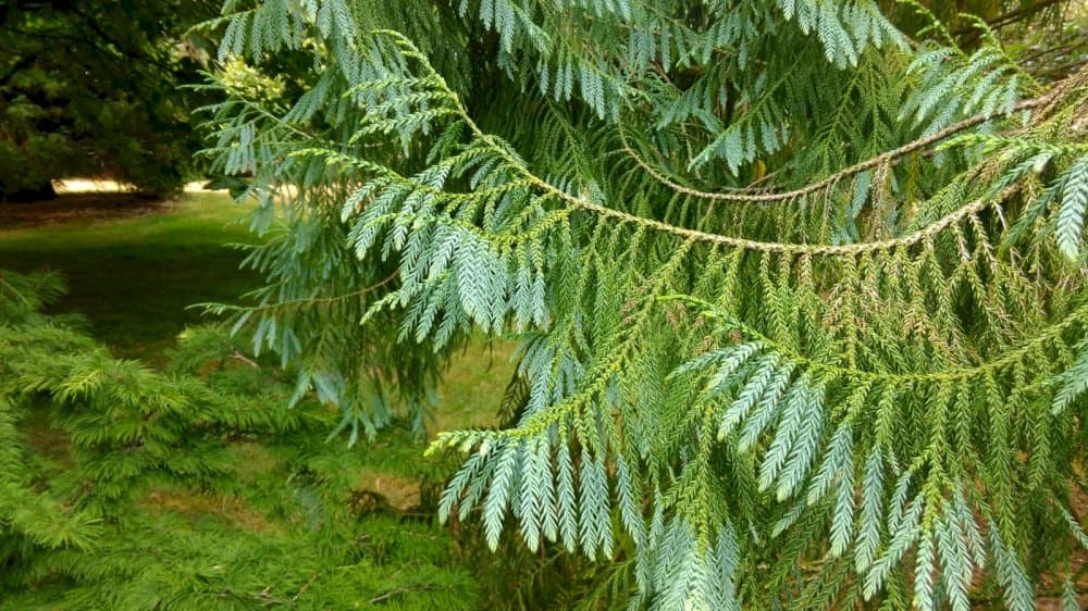 Chinese coffin tree