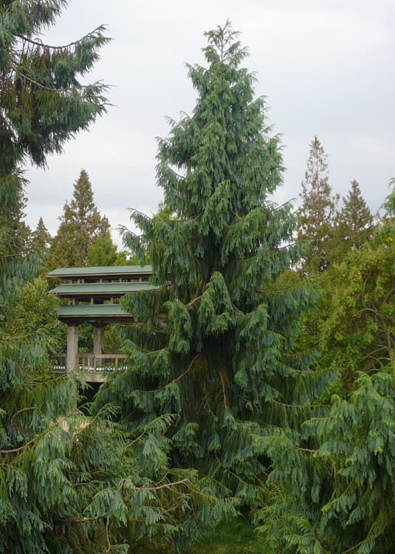 Chinese coffin tree