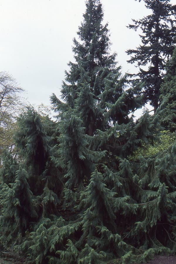 Chinese coffin tree