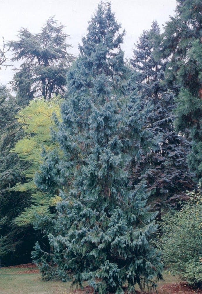 Chinese coffin tree