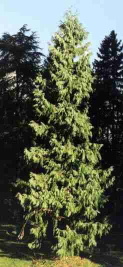 Chinese coffin tree