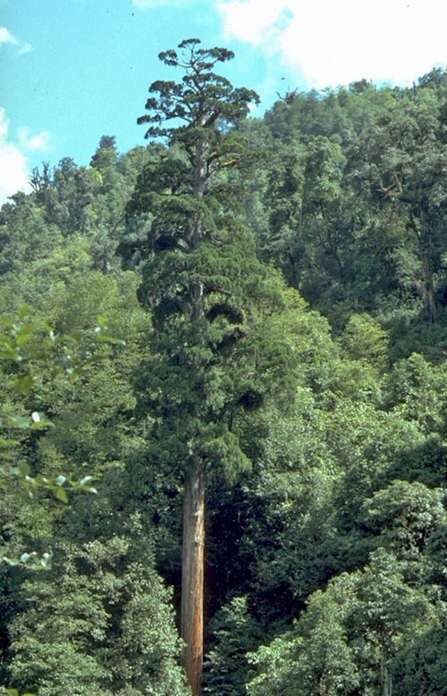 Chinese coffin tree