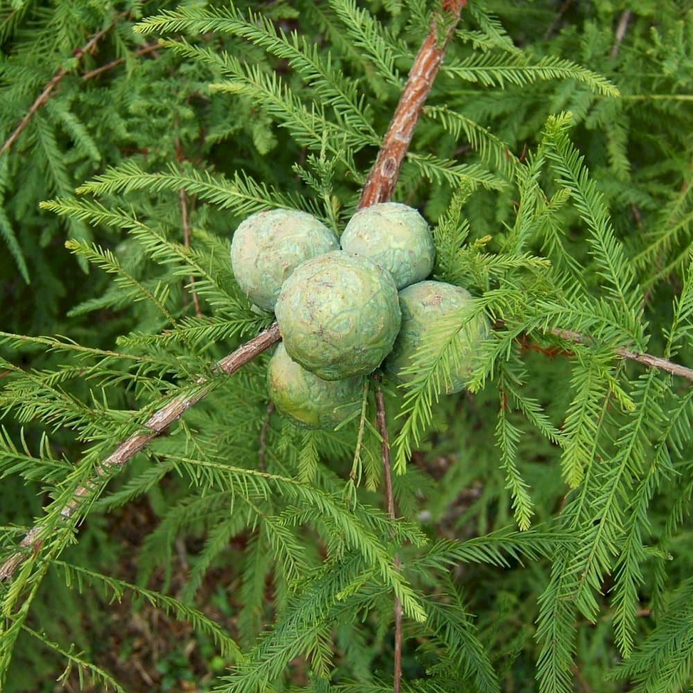 nodding pond cypress