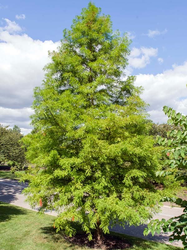 nodding pond cypress