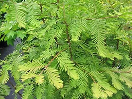 nodding pond cypress