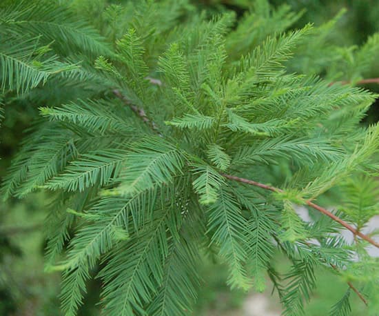 nodding pond cypress