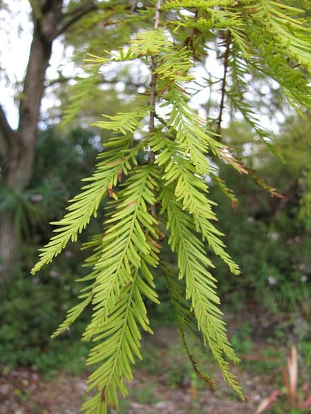 nodding pond cypress