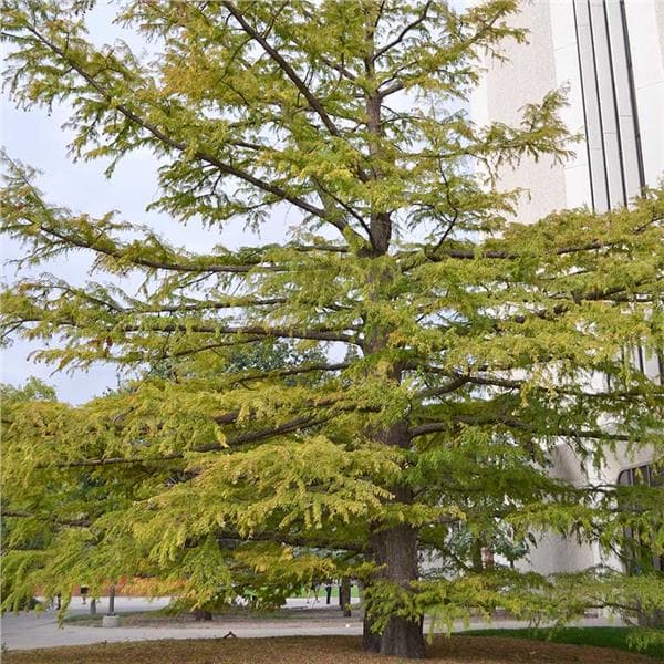 nodding pond cypress