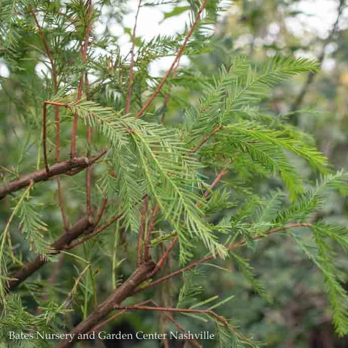 nodding pond cypress